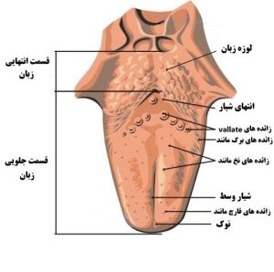 ساختار زبان